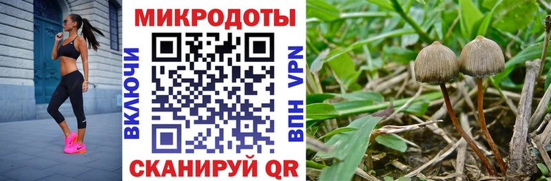 Купить где  Малмыж  Псилоцибиновые грибы Magic Shrooms 